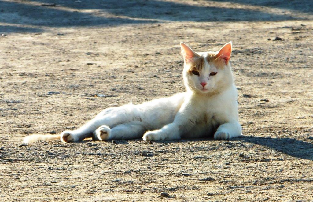 Cat in a modern village near Dzhankent